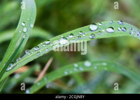 Perline - UN po 'spruzzare sulla nostra flora della California del Nord. Armstrong Woods state Natural Reserve, Guerneville, California, Stati Uniti Foto Stock