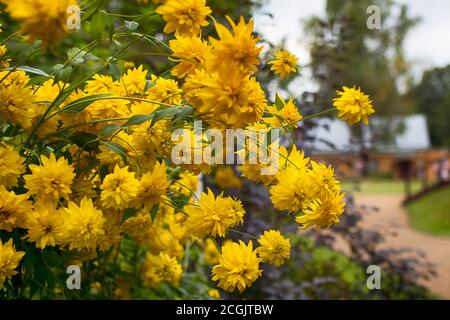 Rudbeckia laciniata foglie di taglio fiore oro palla giallo. Fiore sfondo Foto Stock