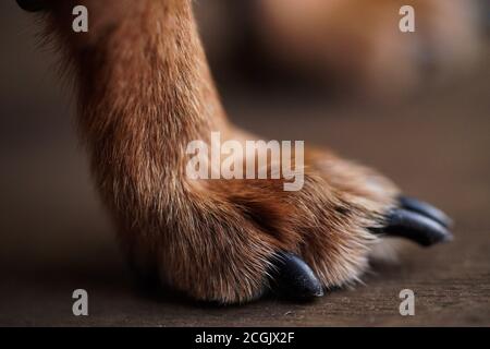 Macro foto zampe con lunghi artigli di un piccolo cane su uno sfondo di legno marrone.Dog capelli primo piano. Foto Stock