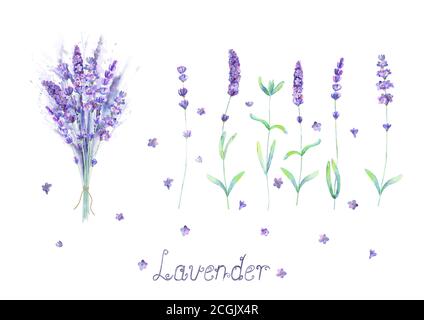 Fiori di lavanda, bouquet, caratteri viola verde acquerello insieme isolato su sfondo bianco. Acquerello disegno a mano illustrazione botanica. Per invi Illustrazione Vettoriale