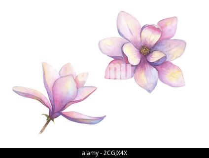 Acquerello splendido insieme di fiori magnolia isolato su sfondo bianco. Acquerello disegnato a mano primavera elegante illustrazione botanica. Per l'invito, Illustrazione Vettoriale