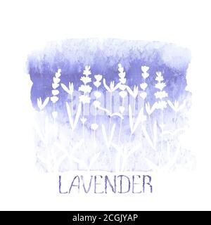 Silhouette bianco fiore lavanda su macchia viola isolato su sfondo bianco. Fiori disegnati a mano in acquerello. Illustrazione botanica acquerello con Illustrazione Vettoriale