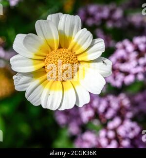 Garland Crisanthemum, Glebionis coronaria, fiore Foto Stock