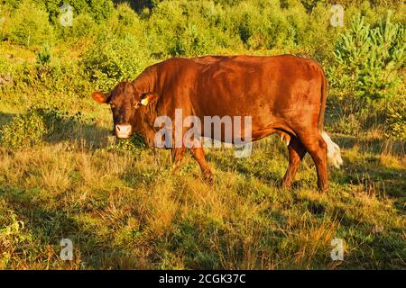 Mucca di manzo del Sussex britannico in un campo all'alba Foto Stock