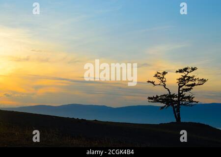 Splendida vista di un pino lone sull'isola di Olkhon, lago Baikal, Russia, al tramonto Foto Stock
