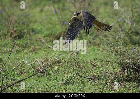 Aplomado Falcon, falco femoralis, adulti in volo, Los Lianos in Venezuela Foto Stock