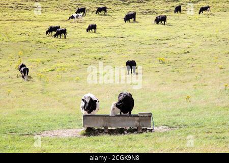 Holstein mucca che beve da trogolo con mandria di mucche o. Holsteins di bestiame bovino Foto Stock