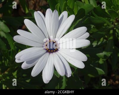 Macro di una margherita africana bianca Foto Stock
