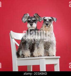 Ritratto di due cani schnauzer in miniatura su sedia bianca in monolocale con sfondo rosso Foto Stock