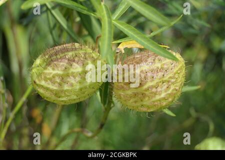 Primo piano di una pianta chiamata palle pelose, palloncino o palloncino cotone-bush