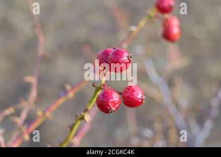 Chiuda bacche rosse surgelate o bacche di rowan su un ramo in autunno con sfondo sfocato Foto Stock
