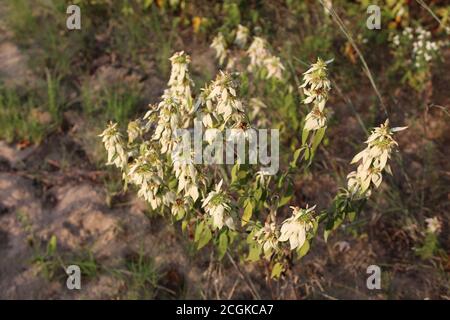 Gruppo di fioriture di balsamo dell'ape spotted nella sabbia all'Indiana Dunes National Park Foto Stock