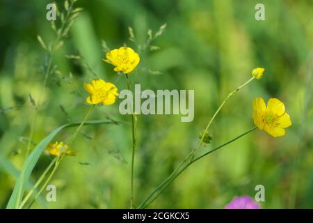 Closeup ranunculus o buttercups - fiori gialli in un verde prato estivo Foto Stock