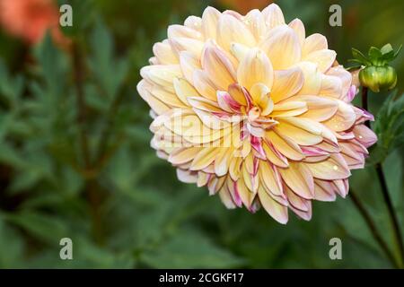 Dahlia fiore chiamato Dahlia Sylvia, cresciuto in un giardino Foto Stock