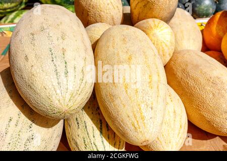 Meloni allungati di colore giallo dolce sul banco del mercato. Un gran numero di deliziosi meloni in una pila, fuoco selettivo. Foto Stock