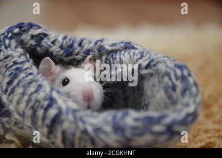 Ratto carino in una calza a maglia. Simbolo del nuovo anno. Ratto. Foto Stock