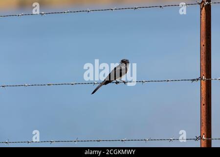 Passera nera seduta su filo spinato su una recinzione al sole con un'acqua blu sullo sfondo Foto Stock