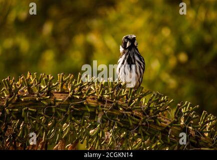 New Holland Honeyewater specie uccello appollaiato su una pianta Foto Stock