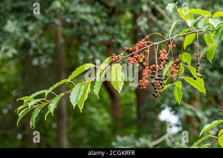 Albero di ontano (Frangula alnus) con frutti di bosco, Regno Unito, nel mese di settembre Foto Stock