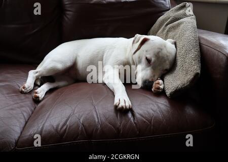 Carino cane cucciolo bianco che dorme su divano marrone con testa su coperta. Foto Stock
