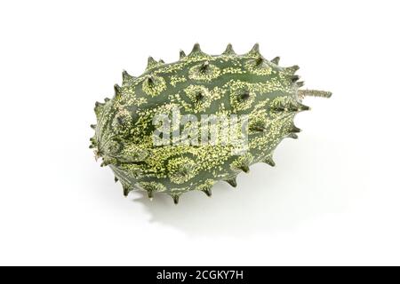 Kiwano frutta, melone spiked o melone di gelatina isolato su sfondo bianco. Cucumis metuliferus Foto Stock