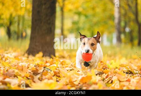 Yellow Leaves Season Concept with dog running through Park on soleggiato giorno d'autunno Foto Stock