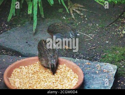 Vista su due quaglie king mentre si nutrono. Sono la quaglia più piccola del mondo Foto Stock