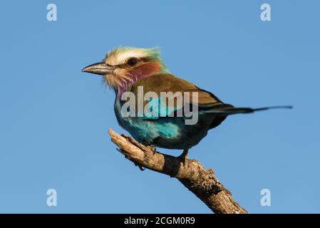 Il rullo tostato lilla è un uccello bello in Africa Foto Stock