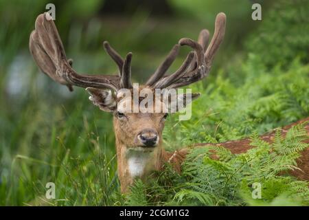 Fallow Deer Buck tra le erbe Bushy Park Londra UK Foto Stock