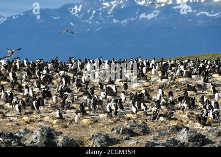 Imperial Cormorant Rookery a Tierra del Fuego, Ushuaia, Argentina. Foto Stock