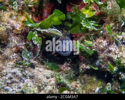 Una Murena mediterranea (Muraena helena) Foto Stock
