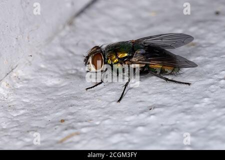 Mosca di pecora australiana della specie Lucilia cuprina Foto Stock