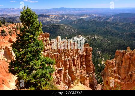 Red Hoodoos a Ponderosa Point, Bryce Canyon, National Park, Utah. Foto Stock