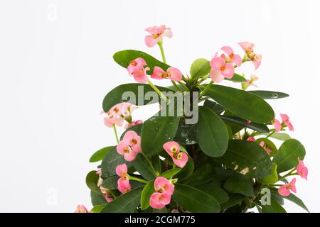 minuscoli fiori rosa in vaso e sfondo bianco Foto Stock