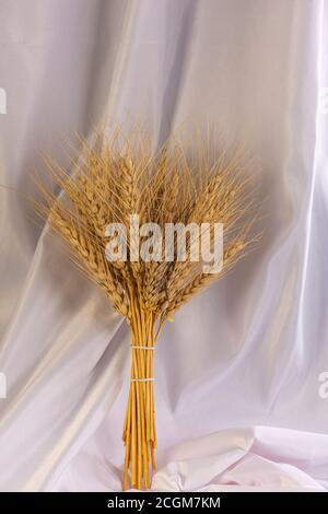 Mazzo di orecchie di grano su sfondo neutro Foto Stock