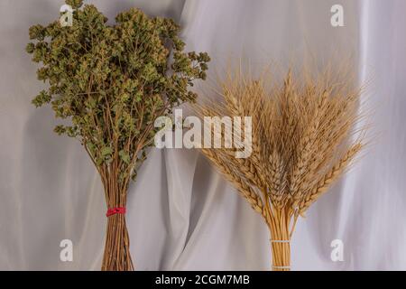 Mazzo di origano e orecchie di grano su sfondo neutro Foto Stock