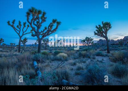 Tramonto al Joshua Tree National Park, in giro per l'area di Hidden Valley, nel deserto di Mojave, California Foto Stock