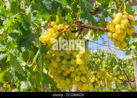 Grappoli di uve bianche mature Foto Stock