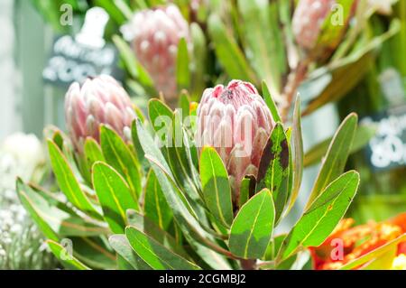 Bel bouquet di fiori rosa protea in un negozio di fiori. Foto Stock