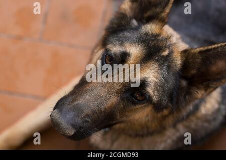 Bel pastore tedesco leale Foto Stock