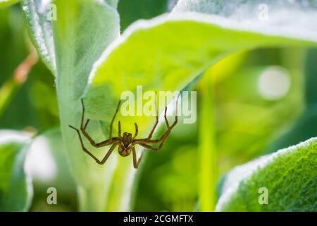 Grande vivaio web ragno femmina, Pisaura mirabilis, che giace in agguato cattura insetti. Foto Stock