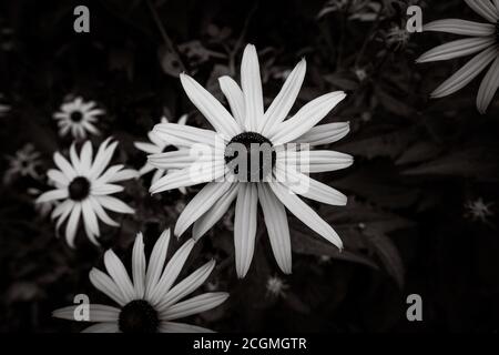 Immagine in bianco e nero di susans dagli occhi neri gialli, Rudbeckia hirta, fiorente in un giardino estivo Foto Stock