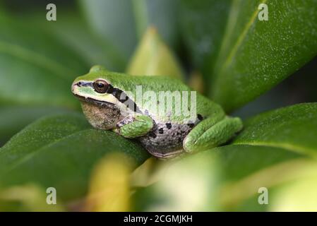 Un Treefrog Pacifico (Pseudacris regilla) si trova in un giardino, sulle foglie di un cespuglio rododendro a Victoria, British Columbia, Canada su Vancouver isla Foto Stock