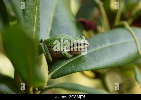 Un Treefrog Pacifico (Pseudacris regilla) si trova in un giardino, sulle foglie di un cespuglio rododendro a Victoria, British Columbia, Canada su Vancouver isla Foto Stock