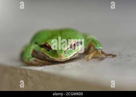 Un Treefrog pacifico (Pseudacris regilla) siede in un giardino, su un posto di recinzione a Victoria, British Columbia, Canada sull'isola di Vancouver. Rana Foto Stock