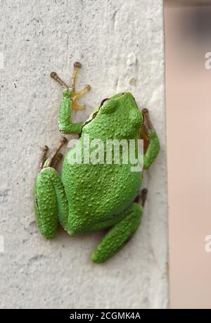 Un Treefrog pacifico (Pseudacris regilla) siede in un giardino, su un posto di recinzione a Victoria, British Columbia, Canada sull'isola di Vancouver. Foto Stock