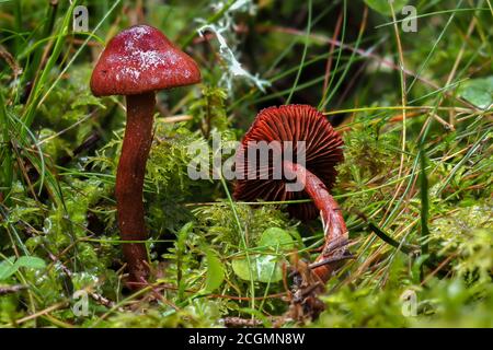 The Bloodred Webcap (Cortinarius sanguineus) - velenoso Foto Stock