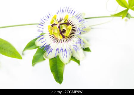 Fiore di passione (Passiflora incarnata). Le foglie e i gambi sono sedativi. Il passionflower viola isolato su sfondo bianco Foto Stock