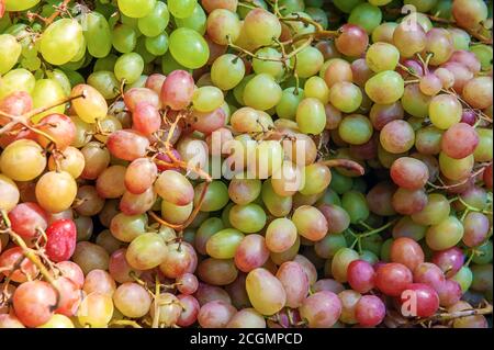 Grappoli di varietà diverse di uve al banco del mercato agricolo. Le uve vengono preparate per la vendita. Vengono raccolti grappoli di uva Foto Stock