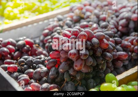 Grappoli di uve rosse al banco del mercato agricolo. Le uve vengono preparate per la vendita. Grappoli di uve raccolte scatole in vendita. Sfondo Foto Stock